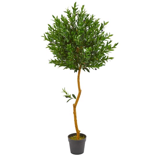 5ft. Potted Olive Topiary Tree